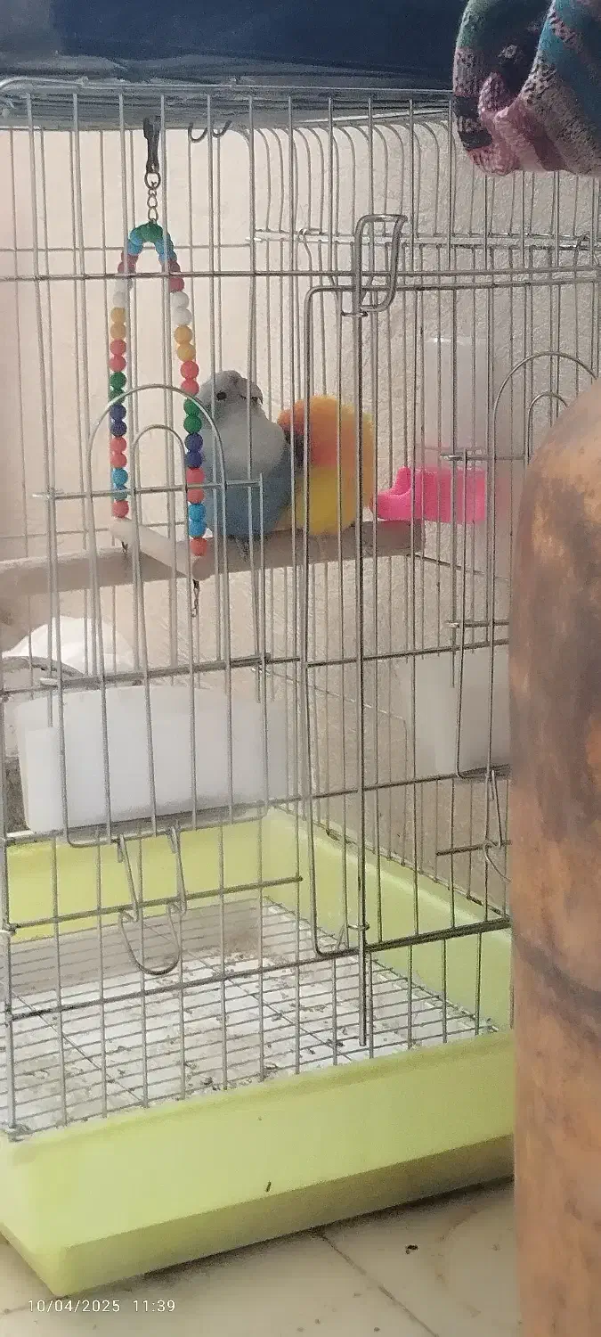 طوطی برزیلی|پرنده|بندرعباس, |دیوار