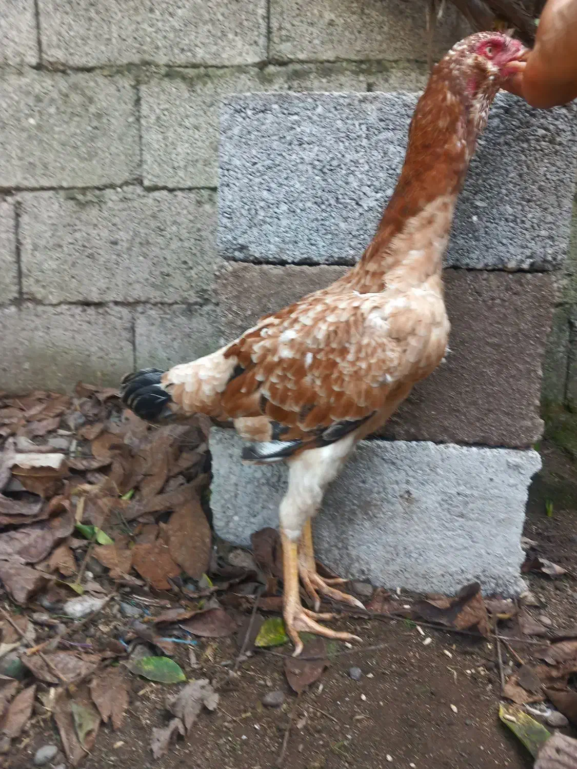 مرغ لاری ۲ عدد خروس مشکی|حیوانات مزرعه|رشت, لاکان|دیوار