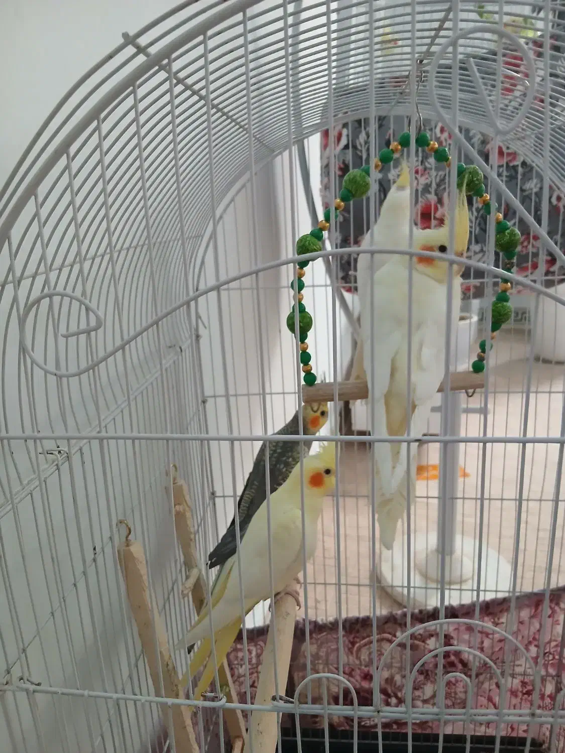 عروس هلندی|پرنده|چهارباغ, |دیوار