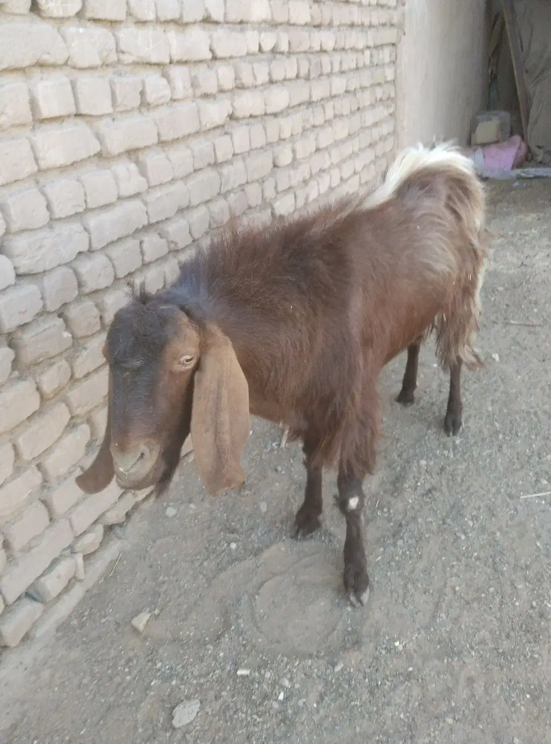 نربز نر قد بلند گوشا دراز|حیوانات مزرعه|بردسکن, |دیوار