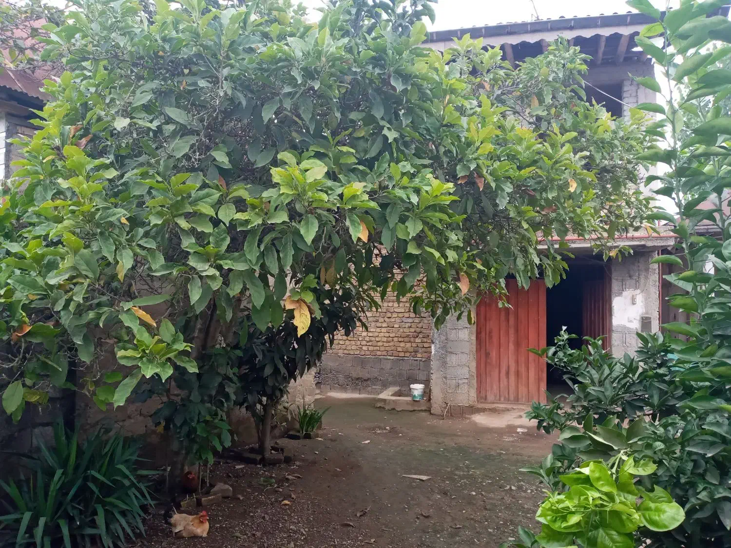 خانه ویلایی دوبلکس|فروش خانه و ویلا|تولم شهر, |دیوار