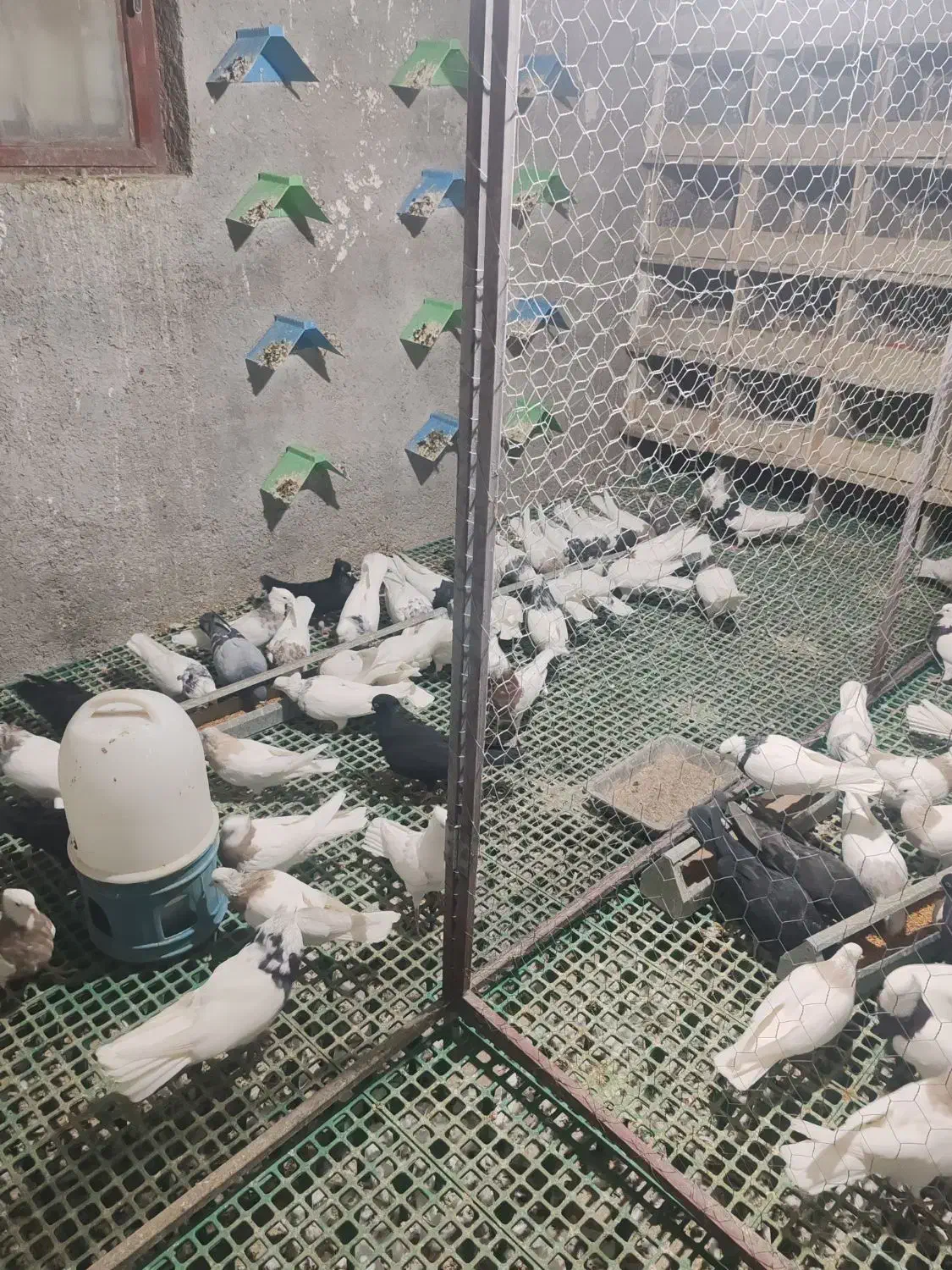 تعدادی کبوتر طوقی درجه یک|پرنده|یاسوج, |دیوار