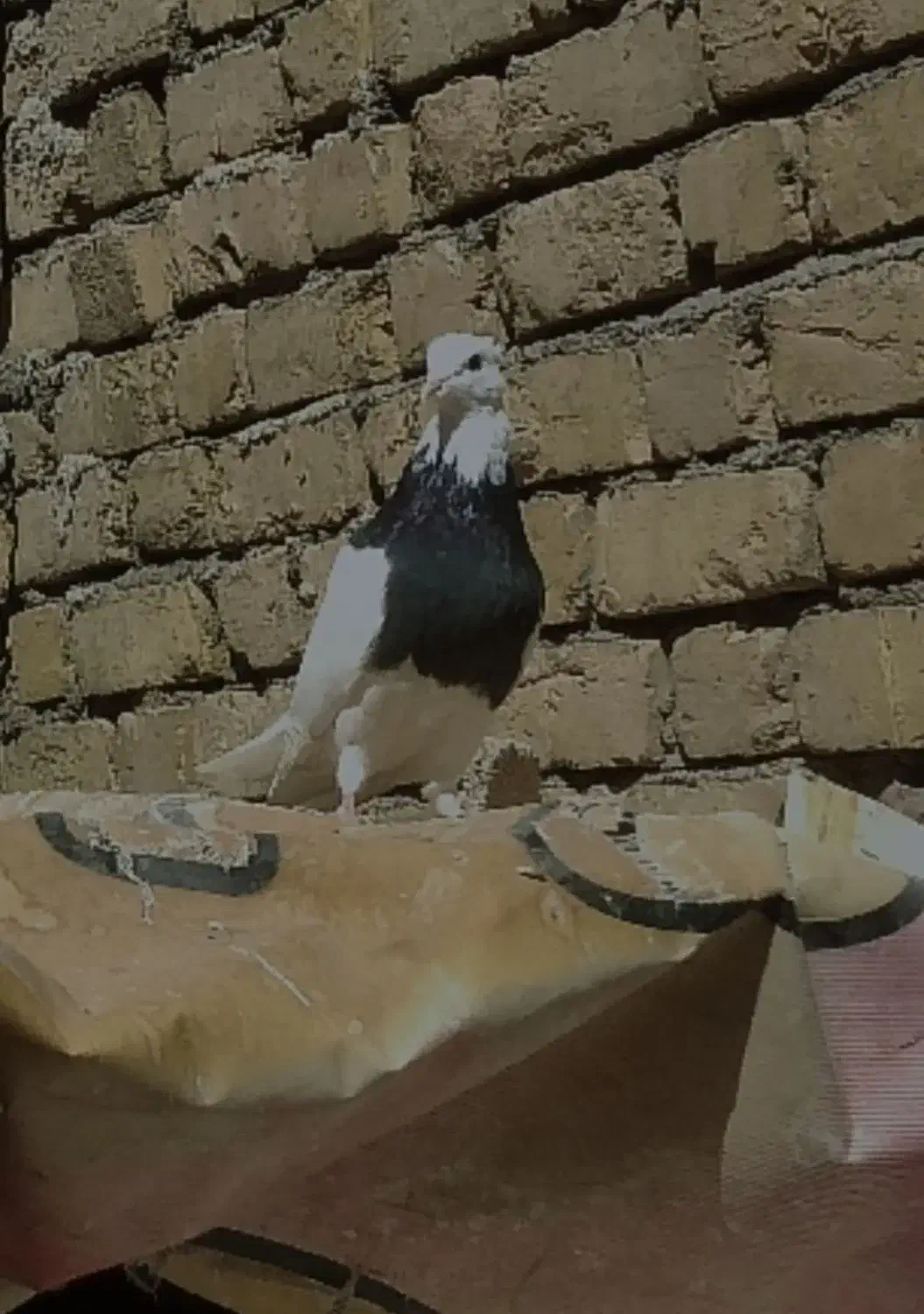 کبوتر|پرنده|یاسوج, |دیوار