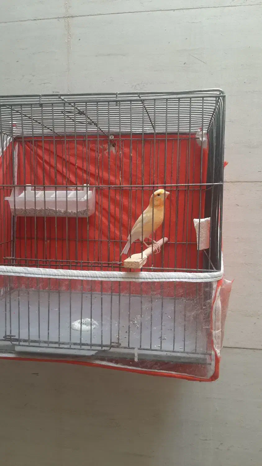 قناری پرتقالی|پرنده|الشتر, |دیوار