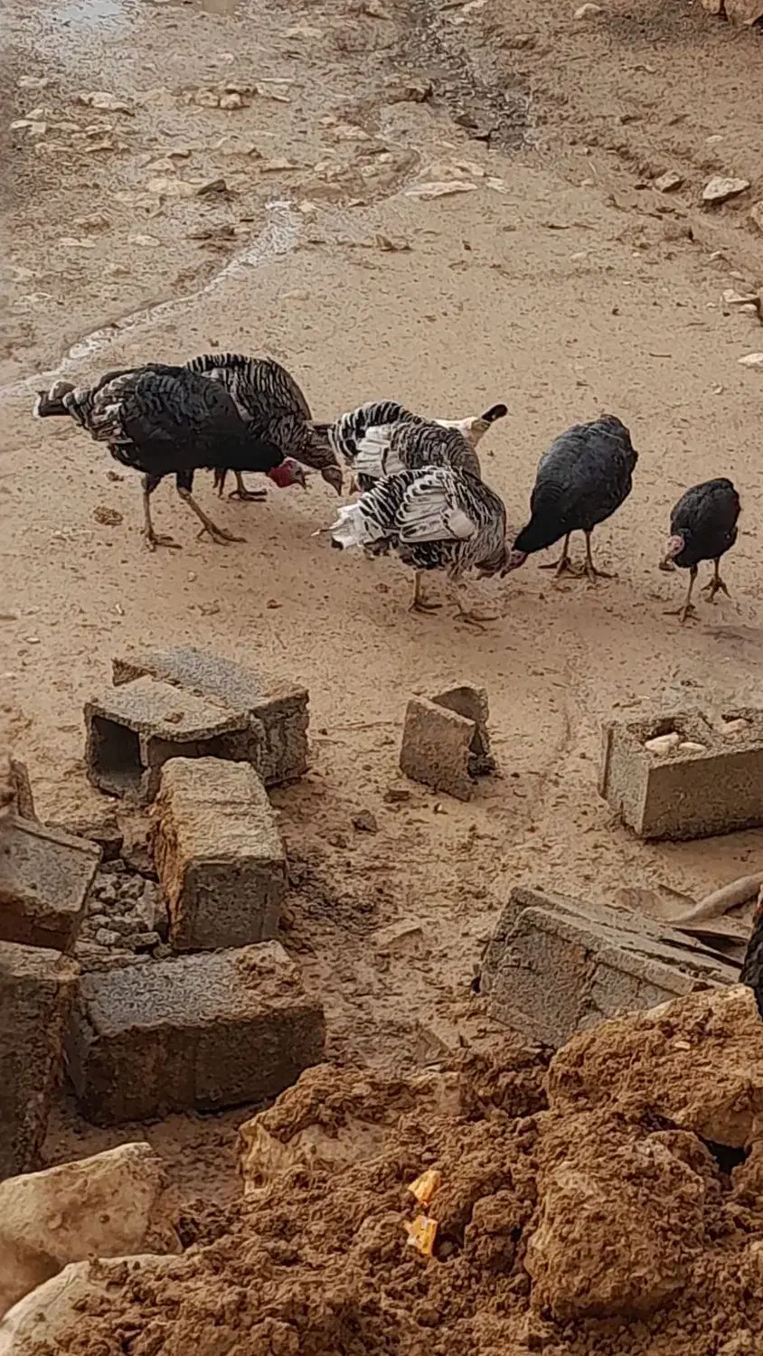 بوقلمون|حیوانات مزرعه|کوهدشت, |دیوار