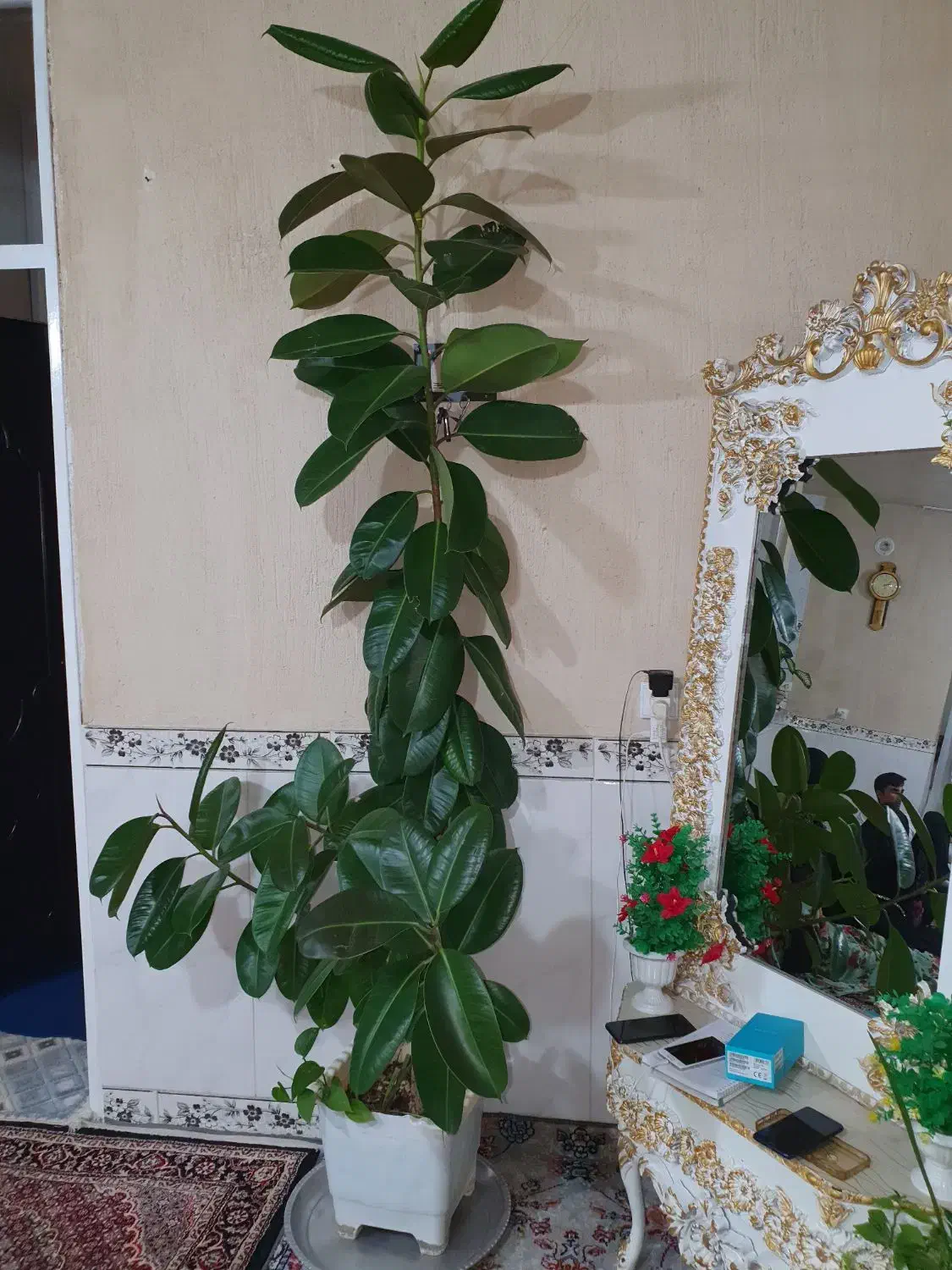 گل  خانگی فیلی|گل و گیاه طبیعی|جوانرود, |دیوار