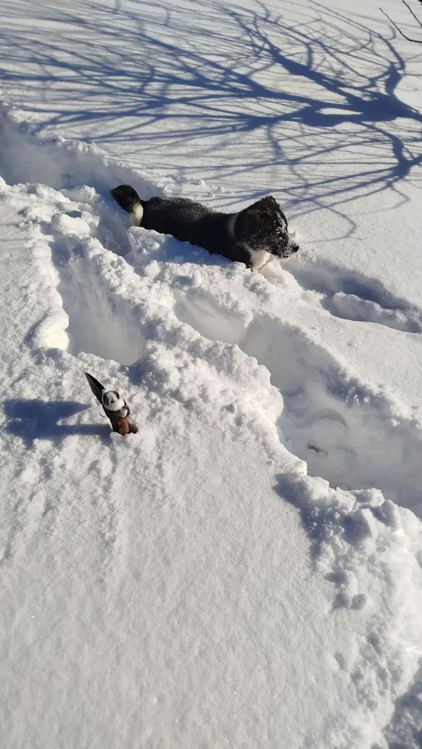 سگ پاکوتاه|سگ|مراغه, |دیوار