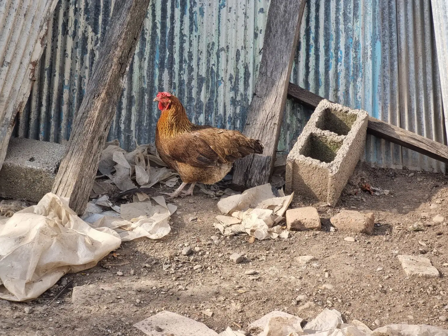 مرغ|حیوانات مزرعه|رشت, فلسطین|دیوار