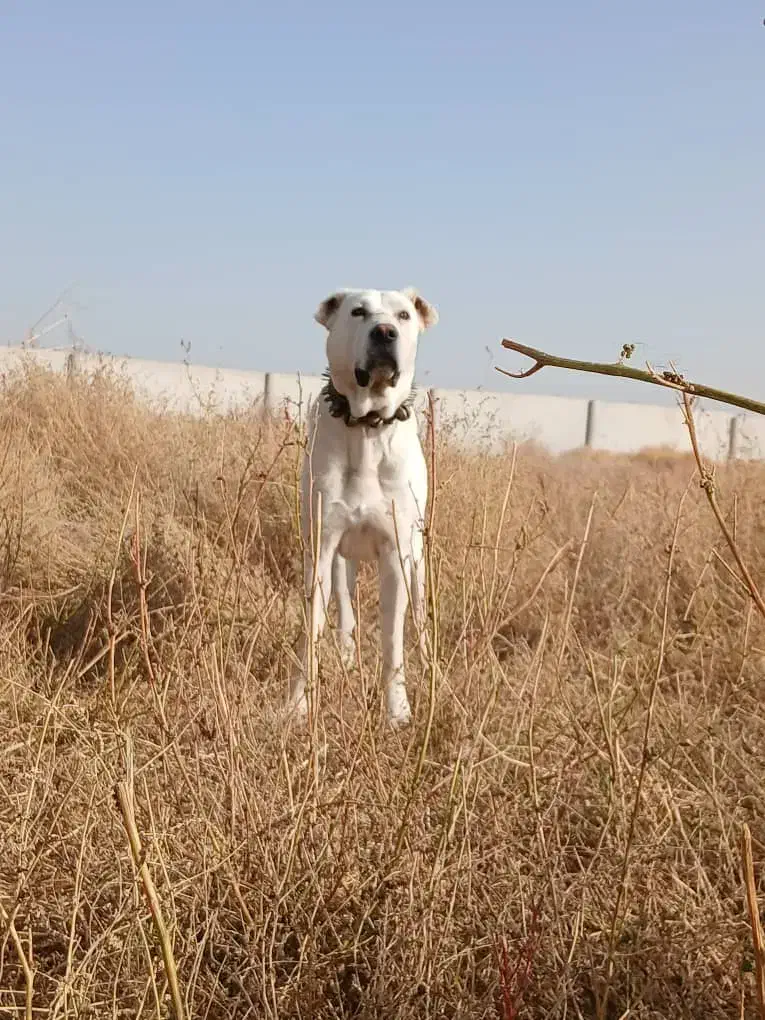 سگ نر|سگ|تربتحیدریه, پائین ولایت|دیوار