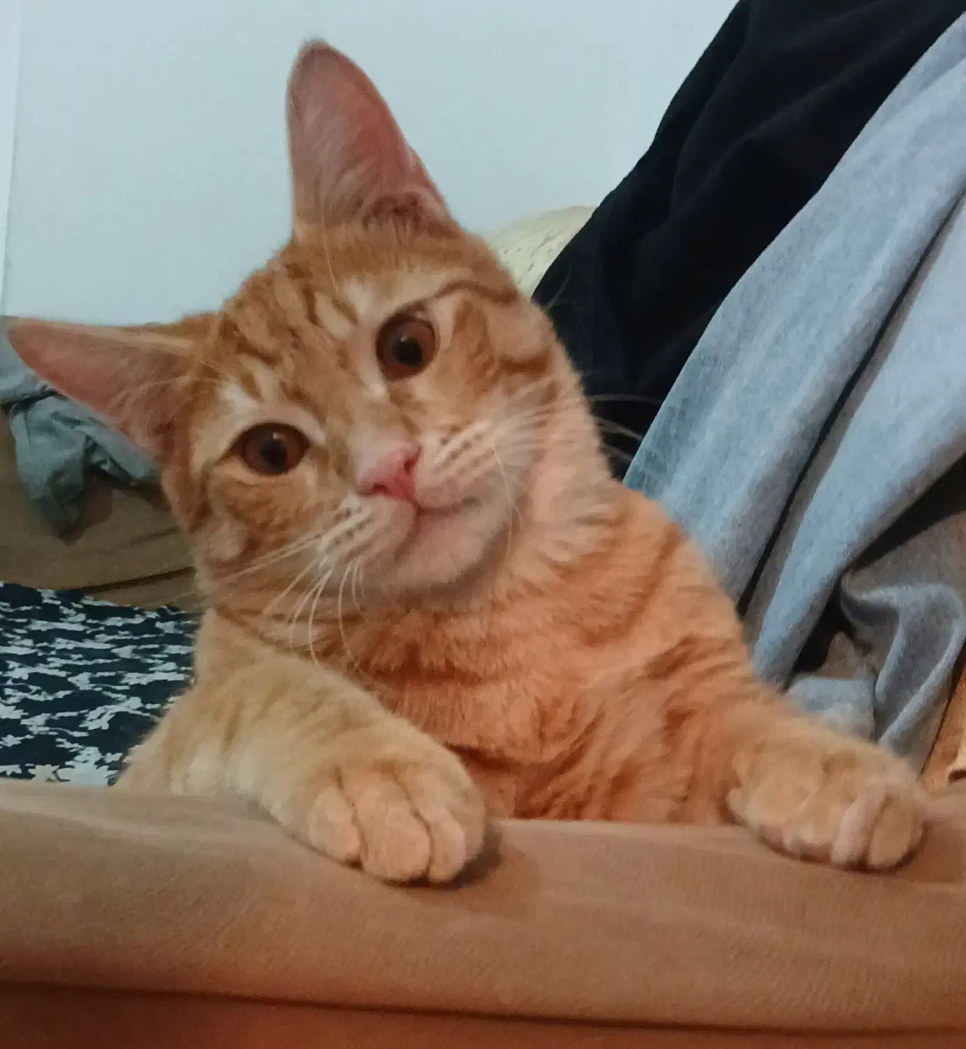 گمشده|گربه|کرمانشاه, |دیوار