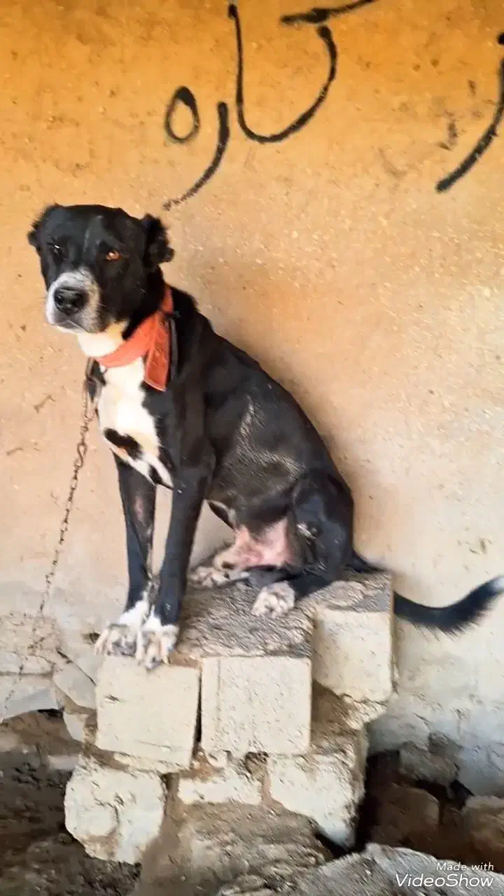 سگ قدرجونی|سگ|رامهرمز, |دیوار