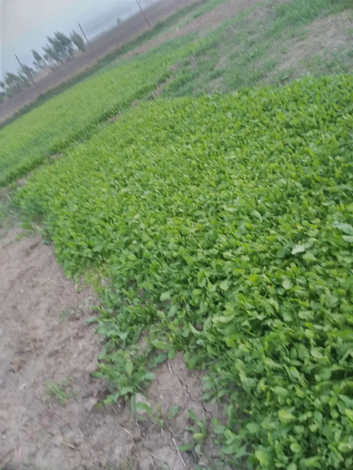 سبزی خوردن|خوردنی و آشامیدنی|فاضل آباد, |دیوار