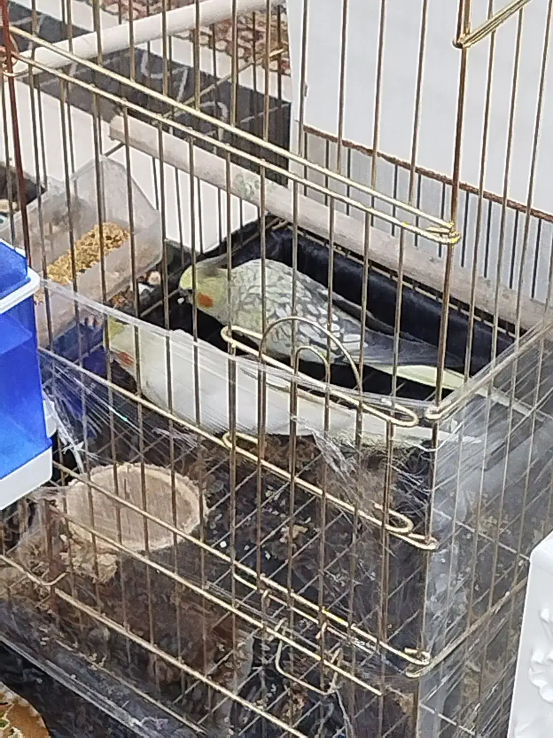 عروس هلندی|پرنده|مهربان, |دیوار