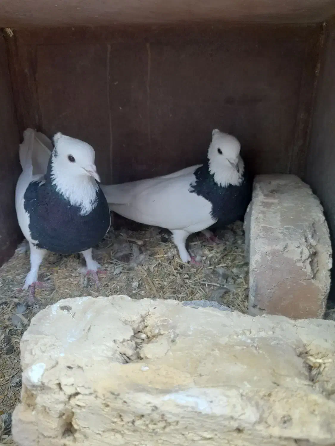 کفتر|پرنده|جرقویه, |دیوار