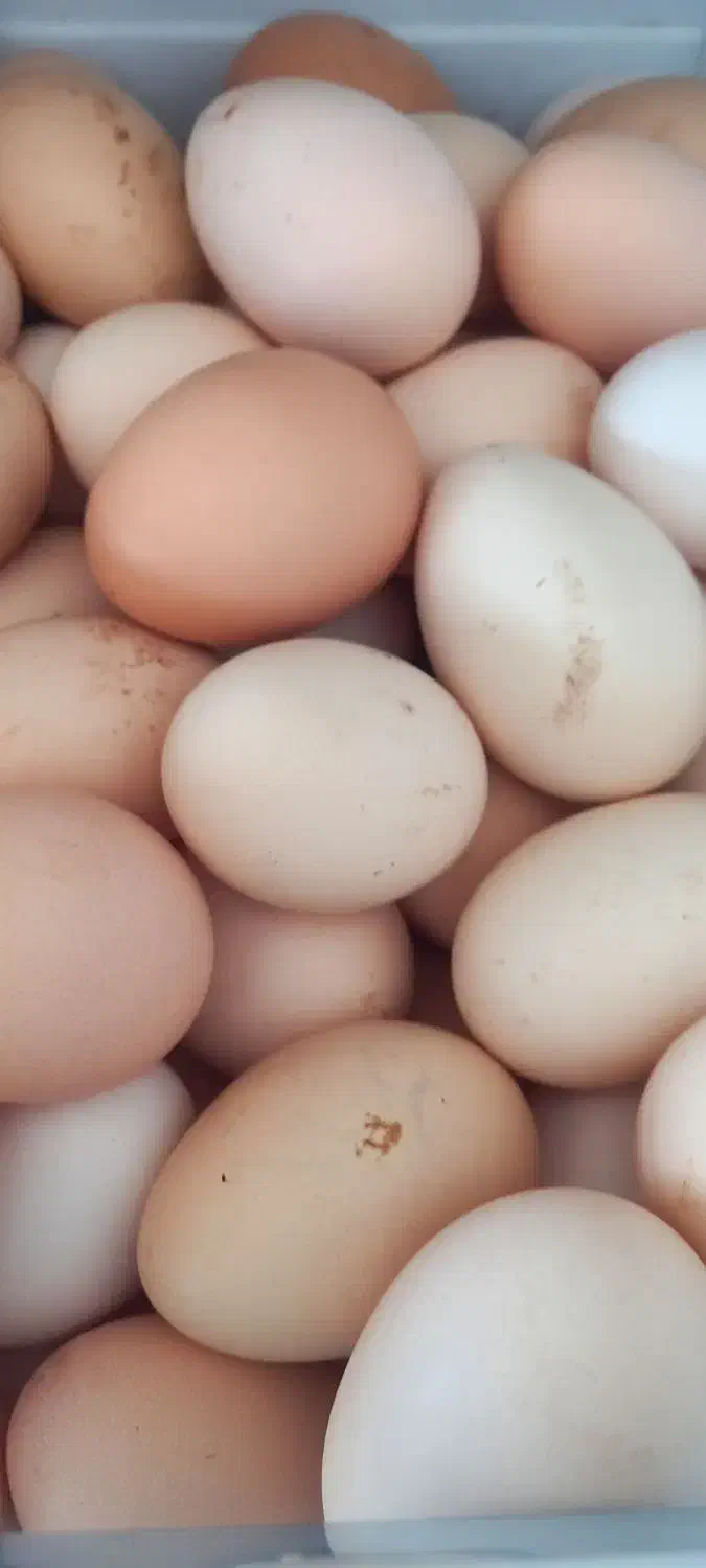 تخم مرغ محلی|حیوانات مزرعه|سیمین شهر, |دیوار