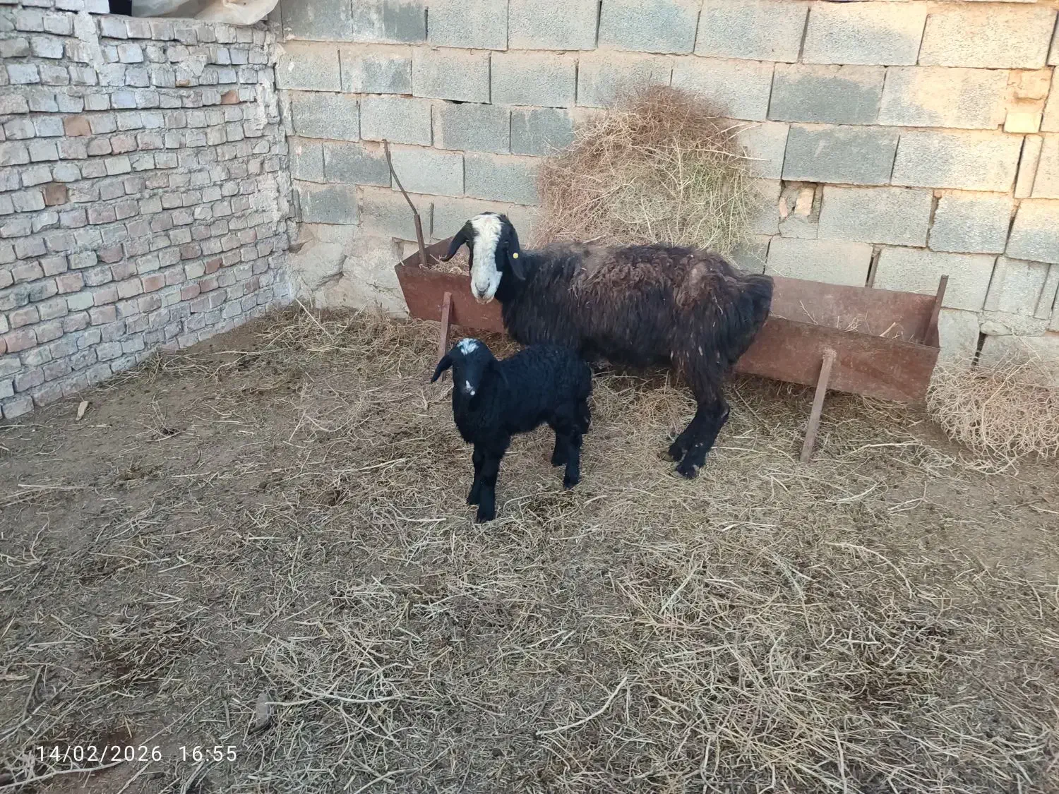 میش چینی زاییده|حیوانات مزرعه|بیرجند, |دیوار