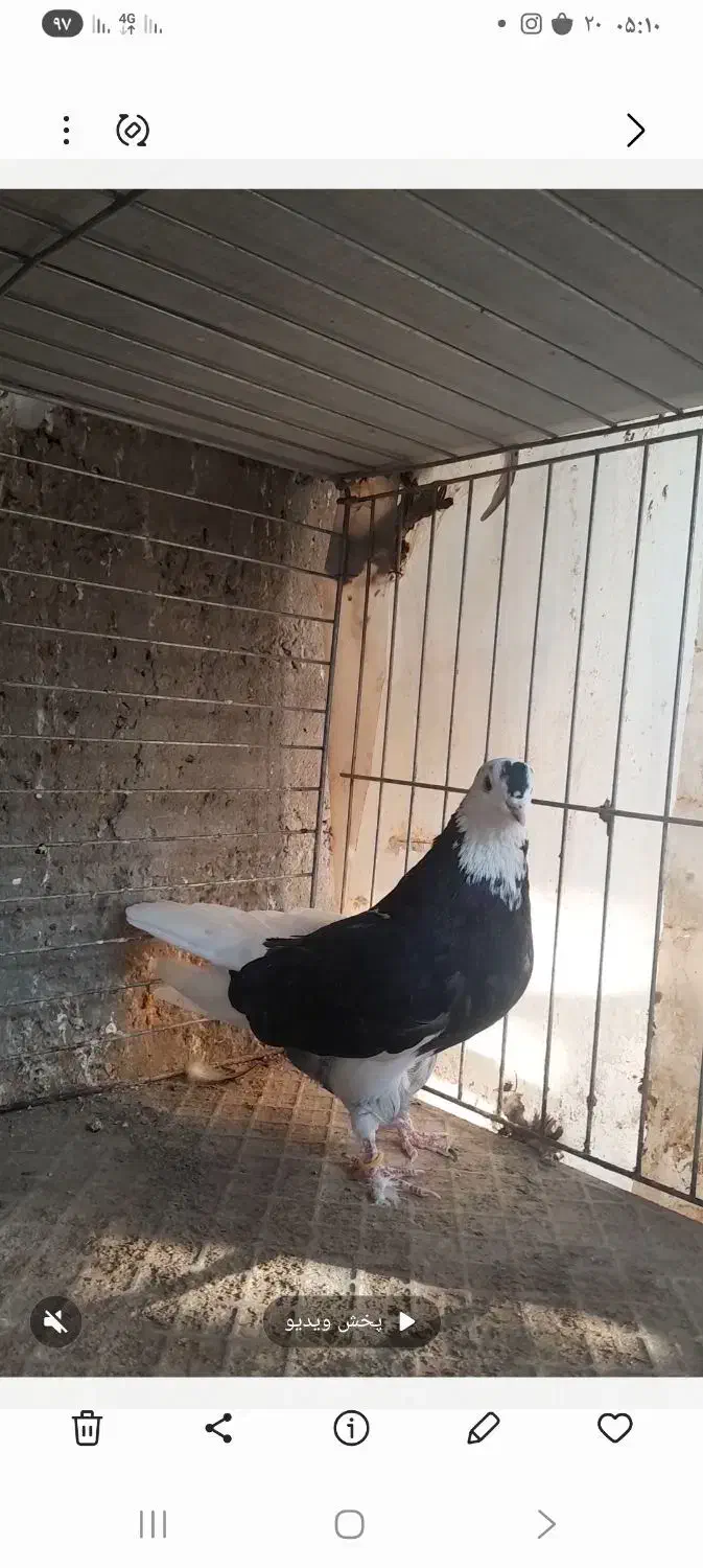 فروش سه عدد ماده ابلغ سیاه|پرنده|خمینیشهر, |دیوار