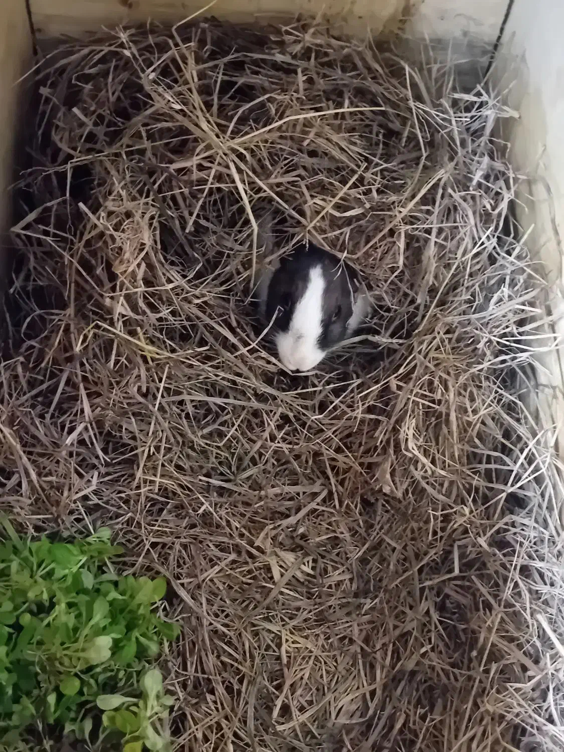 خرگوش نر|موش و خرگوش|تالش, جوکندان|دیوار