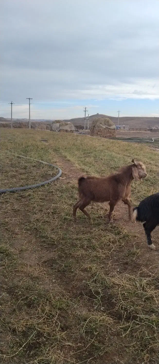 بز نر|حیوانات مزرعه|زنجانرود, |دیوار