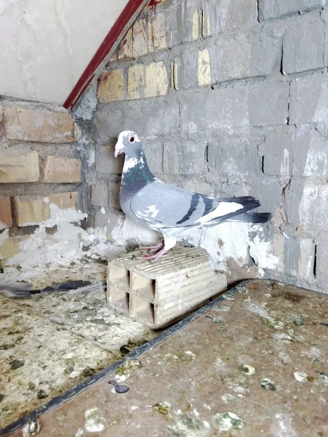 کفتر پلاکی درجه یک|پرنده|یزد, |دیوار