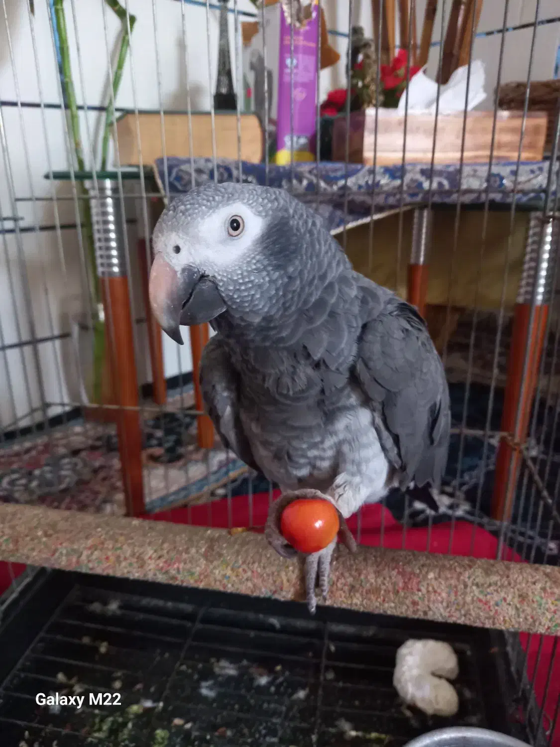 کاسکو ..اهلی|پرنده|رامشیر, |دیوار