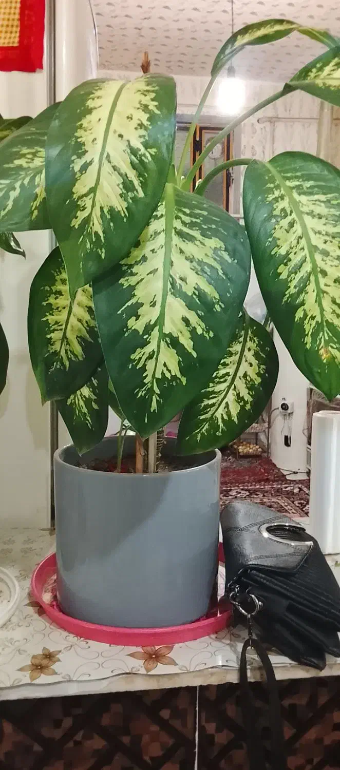 گل دیفن باخیا فروشی|گل و گیاه طبیعی|باوله, |دیوار