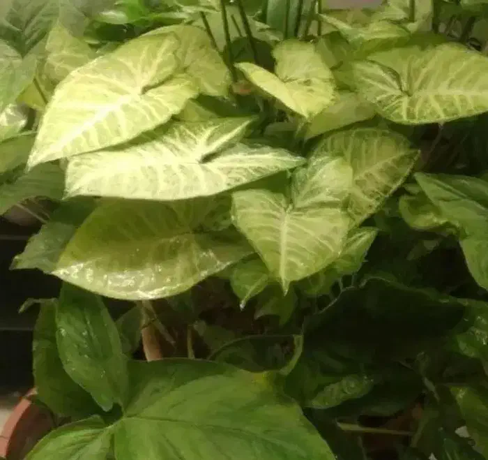 سینگونیوم ساده ابلق مینیاتوری|گل و گیاه طبیعی|اصفهان, شهرک کاوه|دیوار