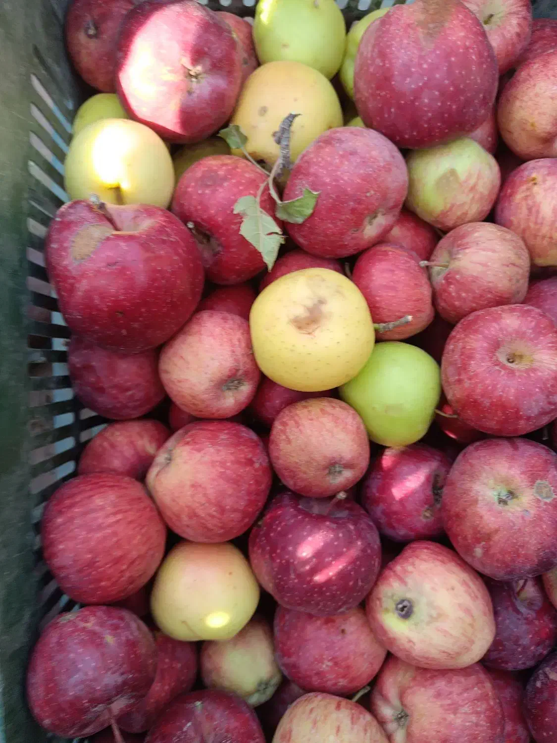 فروش سیب سرکه ایی مربایی آبگیری|خوردنی و آشامیدنی|اسلام‌شهر, شهرک مفیدی|دیوار