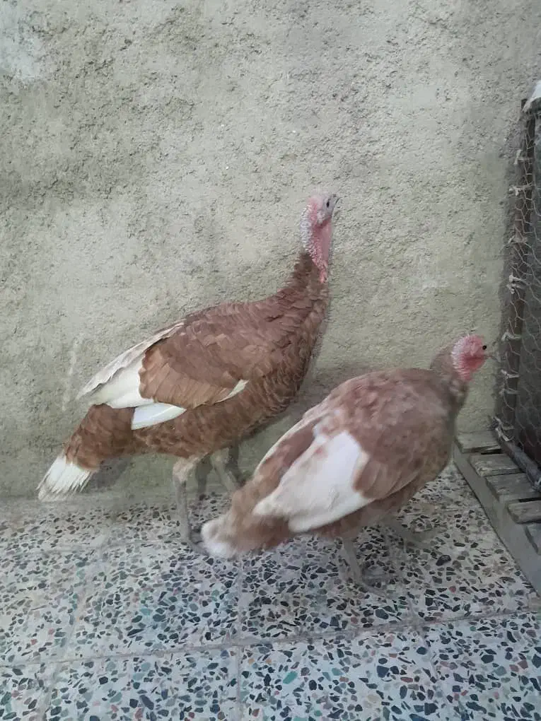 بوقلمون|حیوانات مزرعه|ایذه, |دیوار