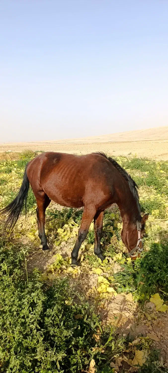 اسب|اسب و تجهیزات اسب‌سواری|قوچان, |دیوار