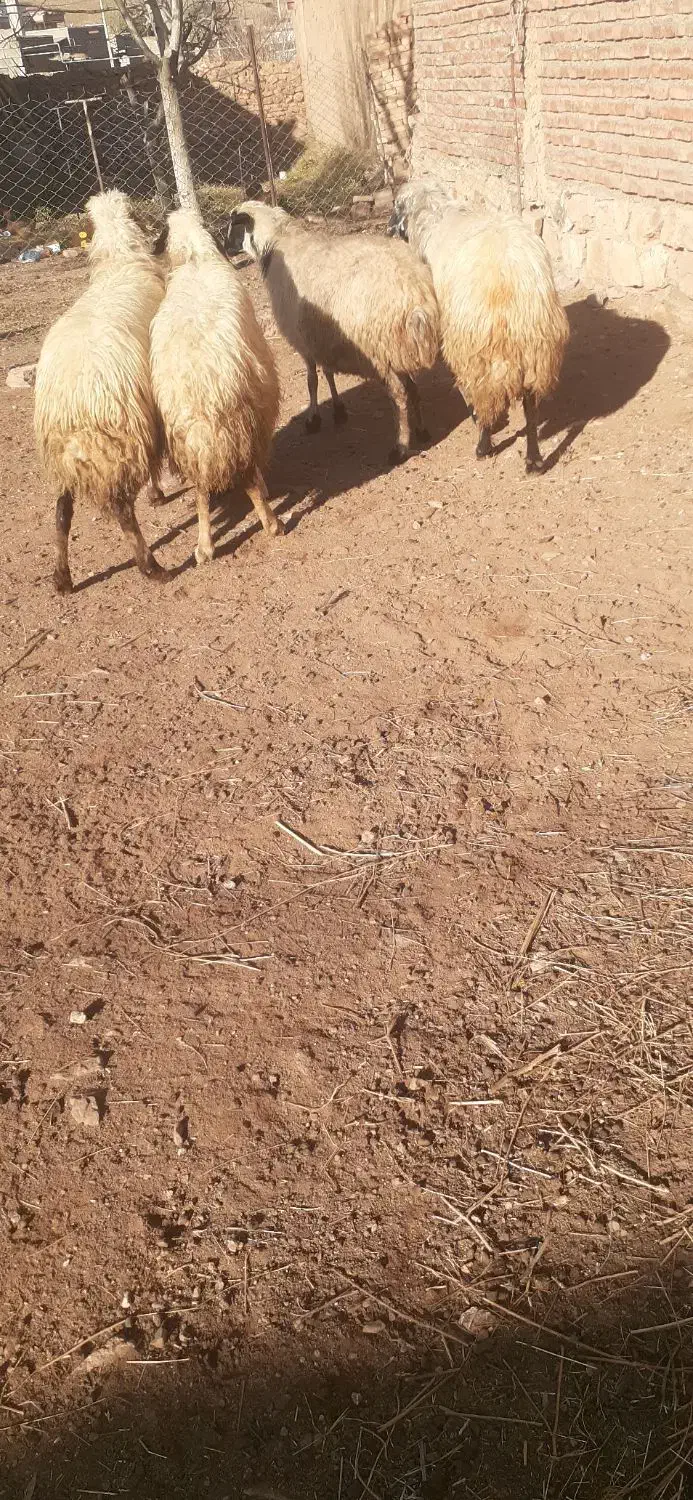 گوسفند قصر برای قربانی ونظری|حیوانات مزرعه|ماکو, |دیوار