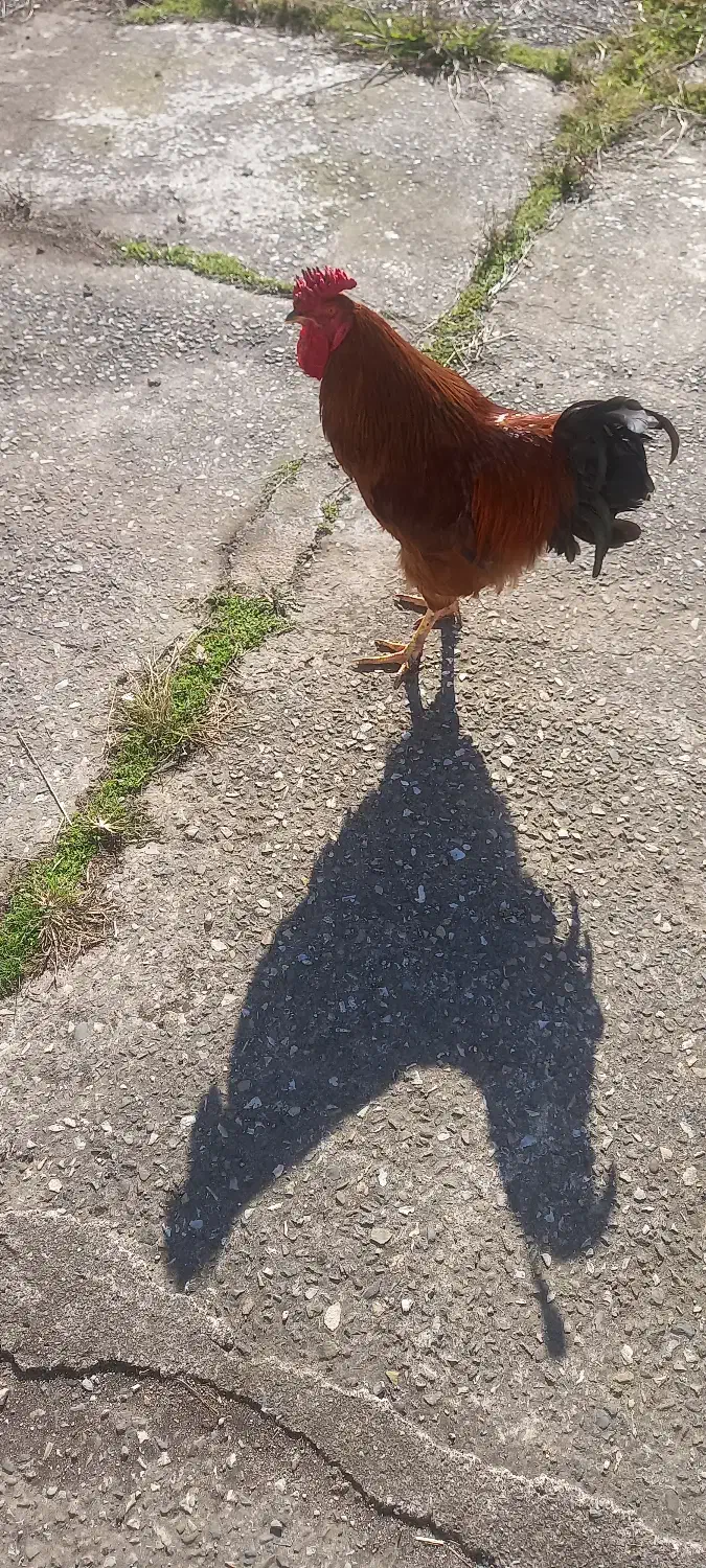 فروشی|حیوانات مزرعه|رشت, ولکس|دیوار