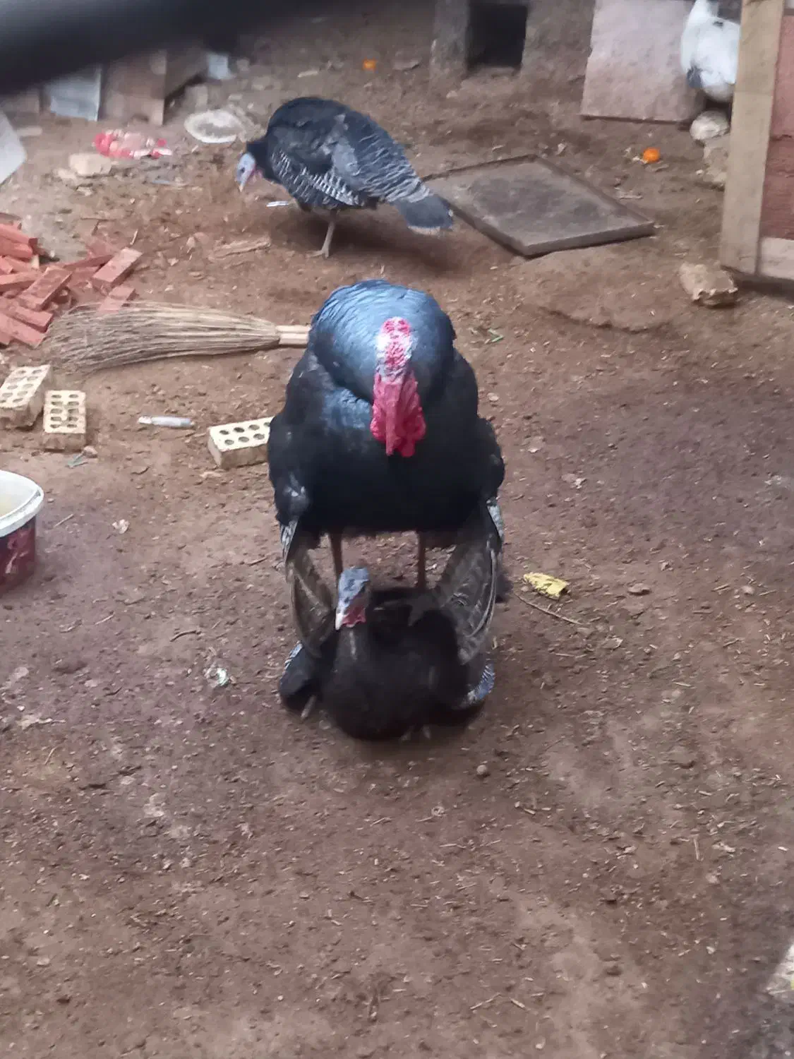 تخم بوقلمو|حیوانات مزرعه|آبادان, |دیوار