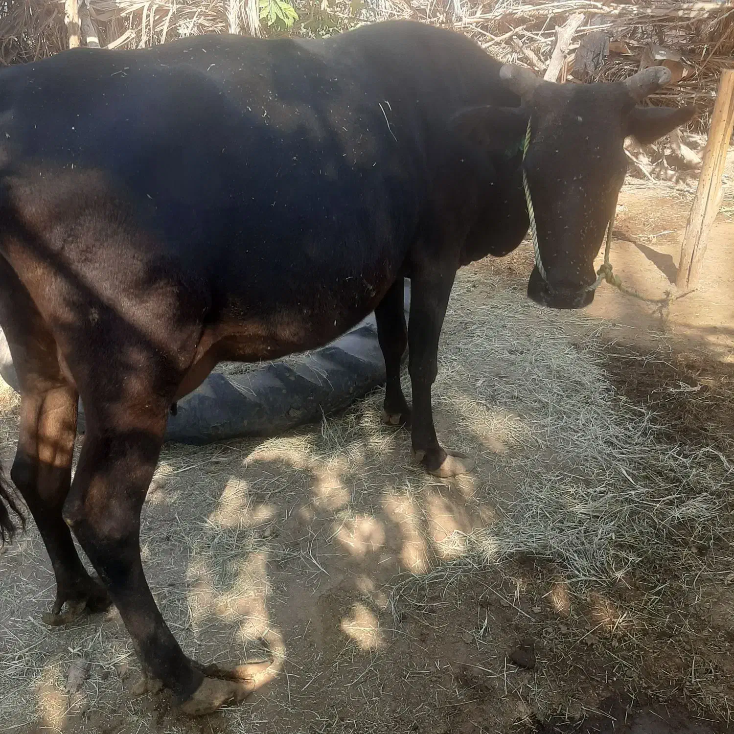 گاو|حیوانات مزرعه|بندرعباس, |دیوار