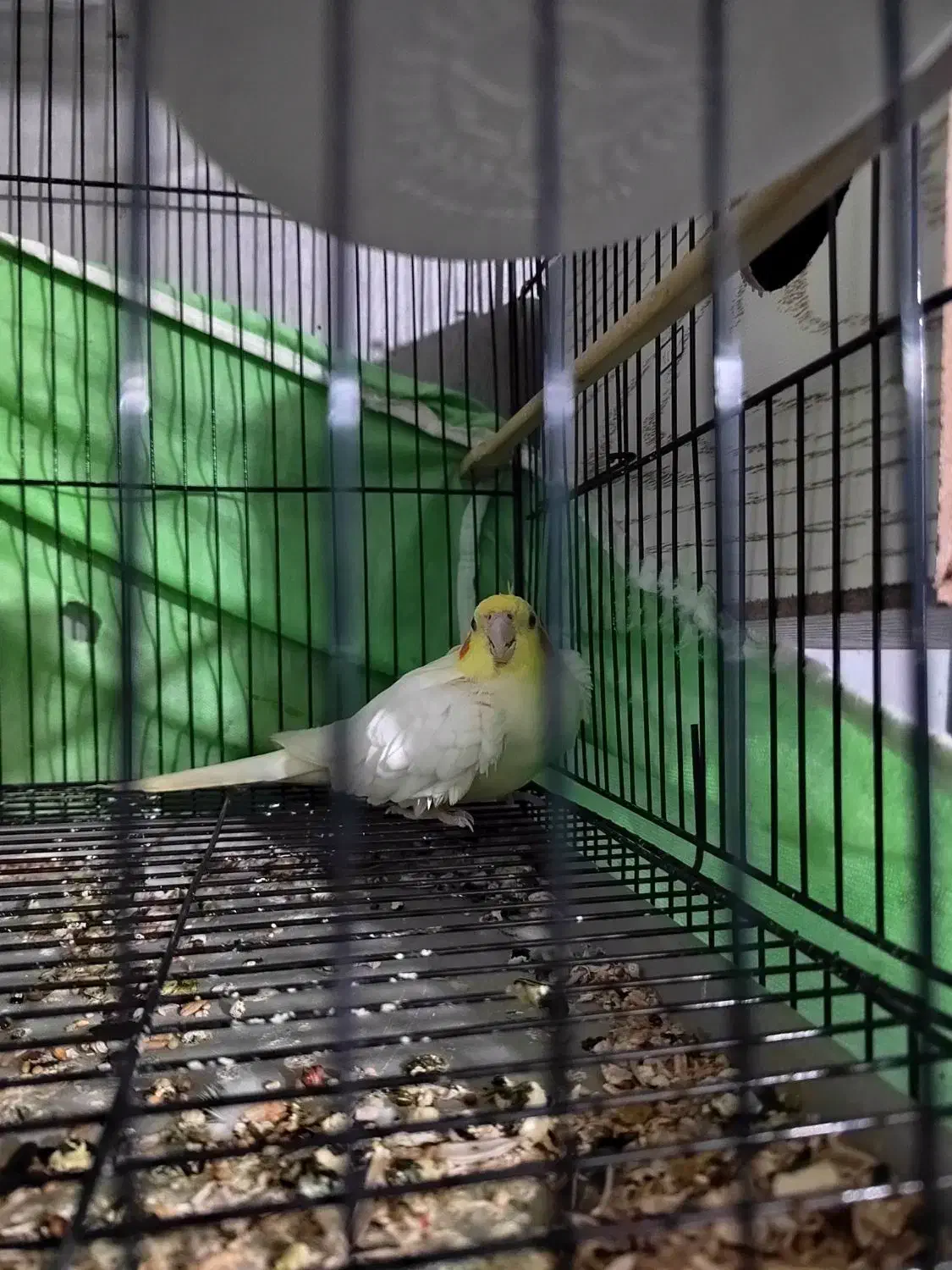 عروس هلندی لوتینوماده|پرنده|کنارک, |دیوار