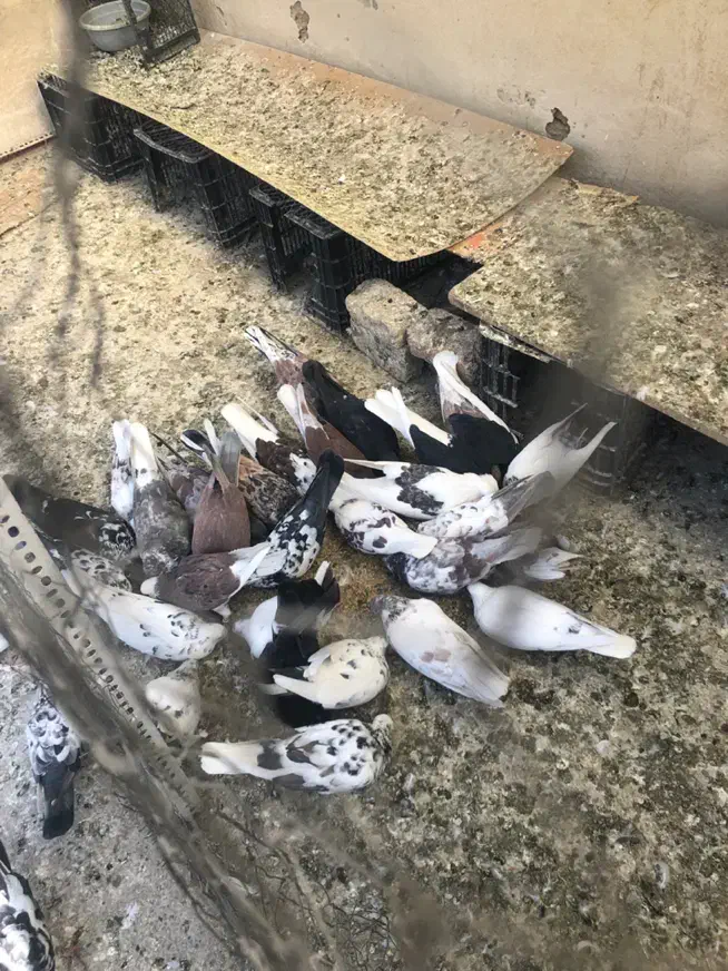 کفتر خوب|پرنده|تهران, یاخجی آباد|دیوار