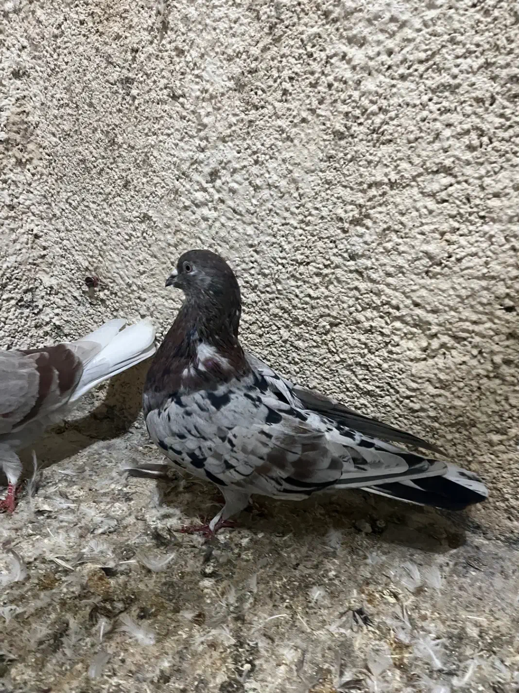 کبوتر|پرنده|گرگان, |دیوار