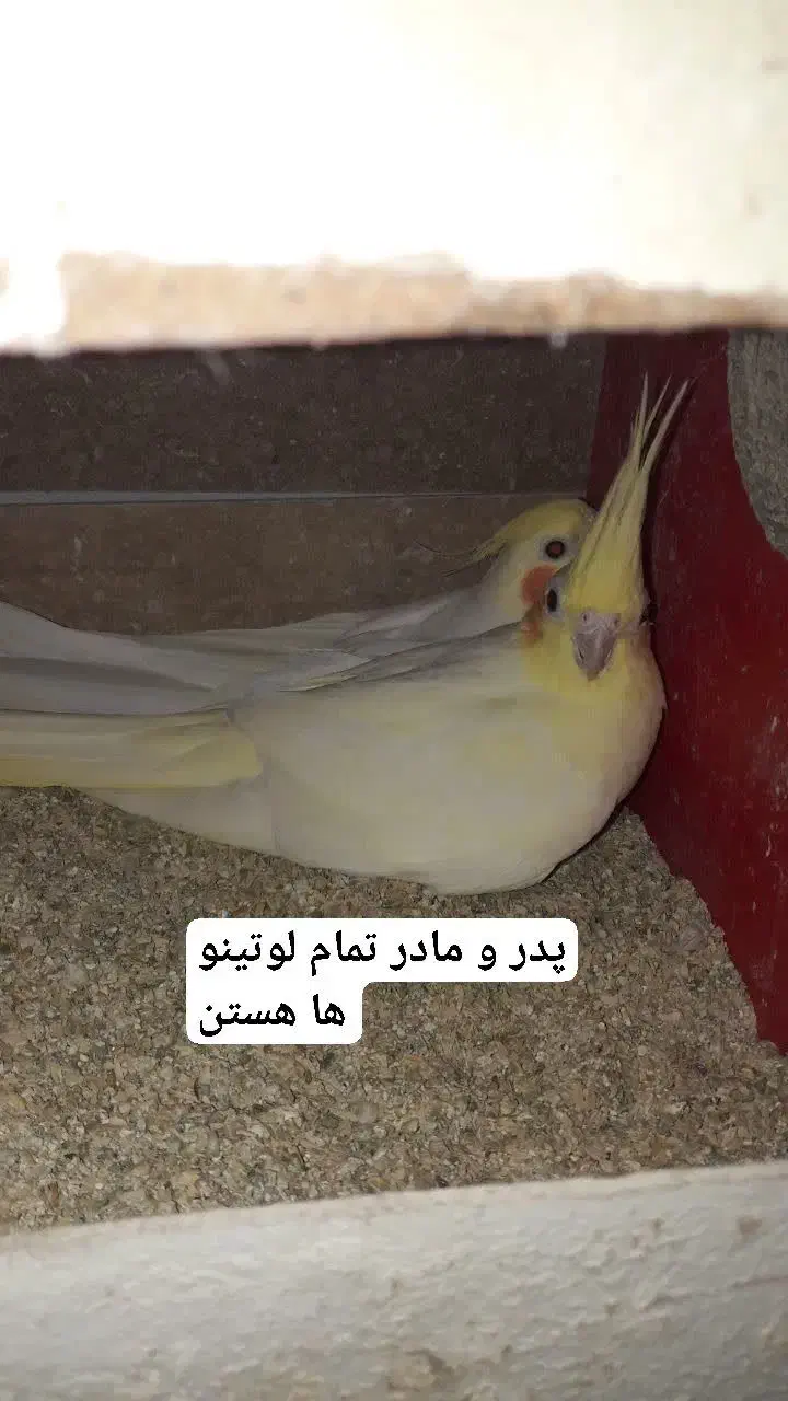 عروس هلندی و مرغ عشق|پرنده|گرگان, |دیوار