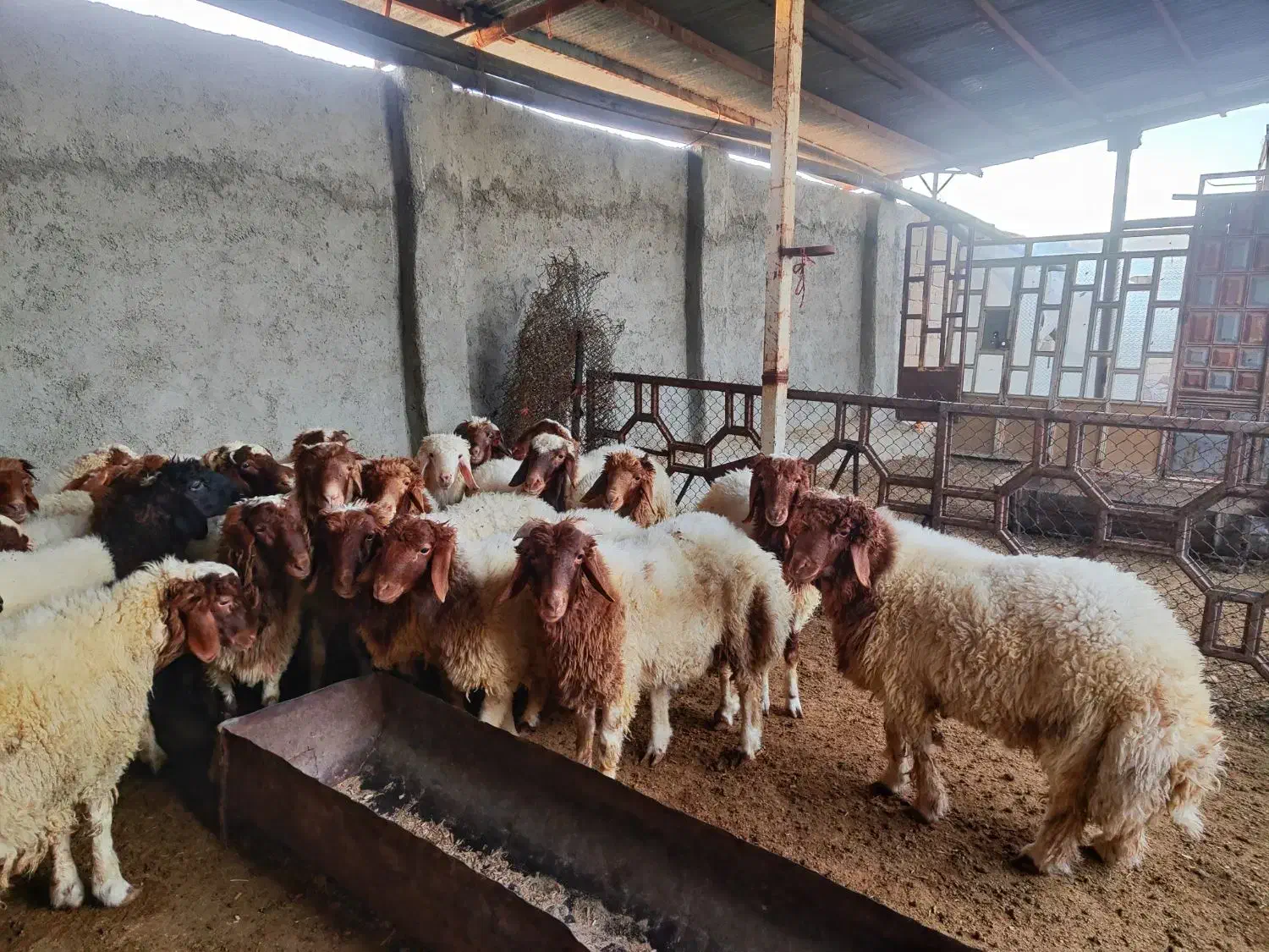 بره پروار|حیوانات مزرعه|زرنه, |دیوار