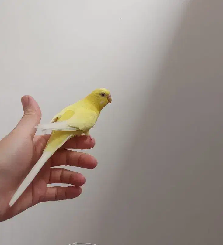 مرغ عشق|پرنده|تبریز, |دیوار