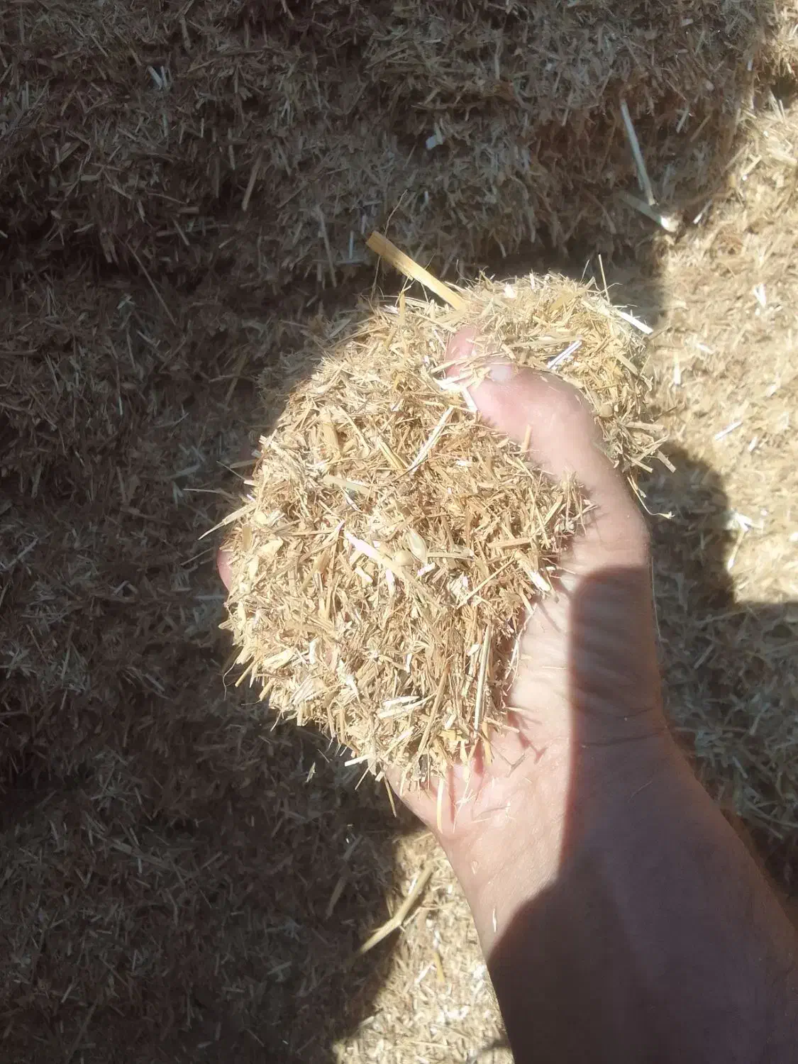 فروش کاه|لوازم جانبی حیوانات|امیدیه, |دیوار