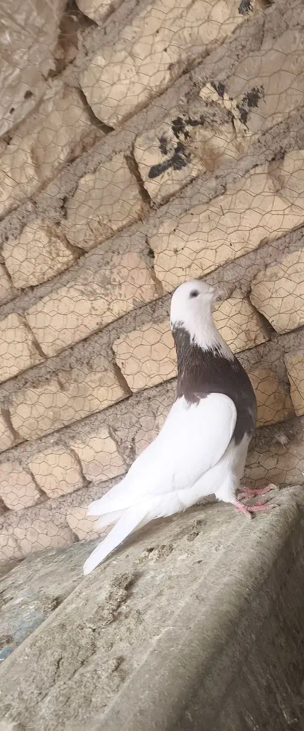 کبوتر طوقی ماده|پرنده|حبیب آباد, |دیوار