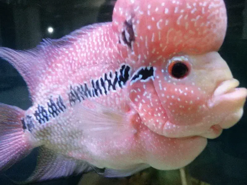 ماهی فلاور هورن|ماهی|خرم‌آباد, |دیوار