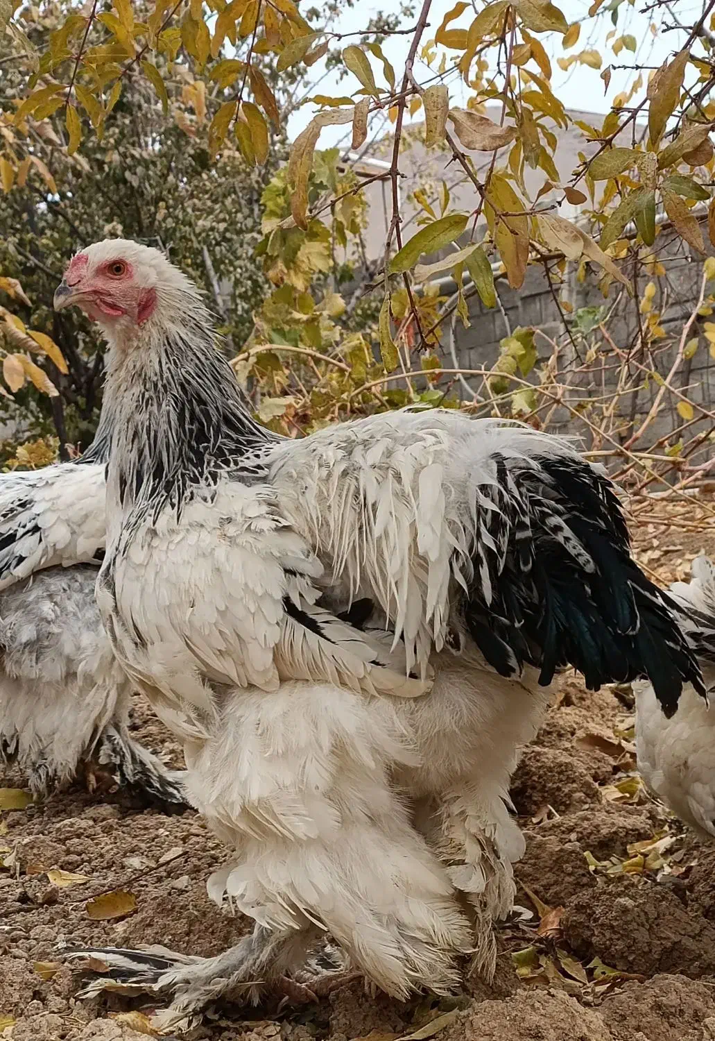 خروس برهما|حیوانات مزرعه|بن, |دیوار