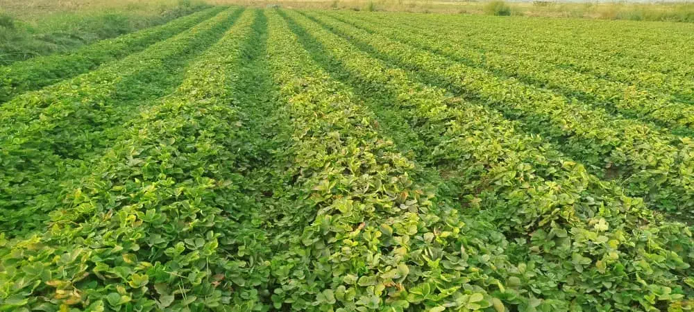 نهال توت فرنگی سابرینا و کاموروس|خدمات باغبانی و درختکاری|خان ببین, |دیوار