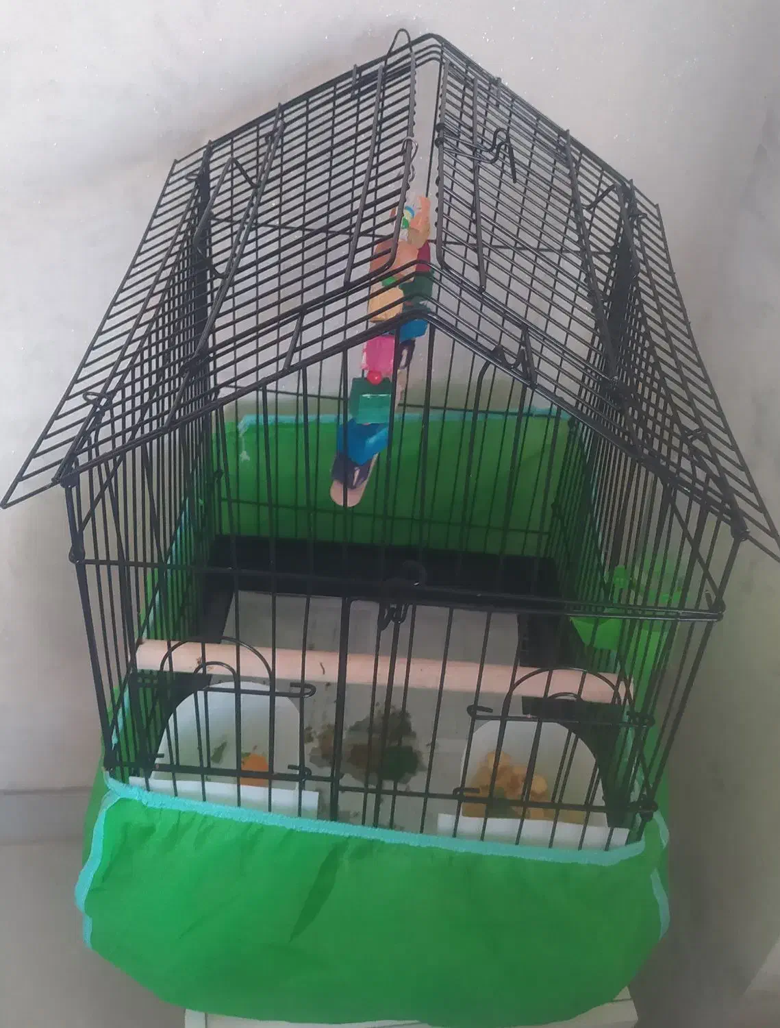 فروش یک عدد طوطی برزیلی|پرنده|لاهیجان, رجایی|دیوار