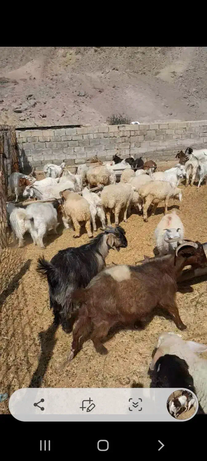 کهره نربره بززاییده شیری معاوضه پژومزدادرارزوئیه|حیوانات مزرعه|ارزوئیه, |دیوار