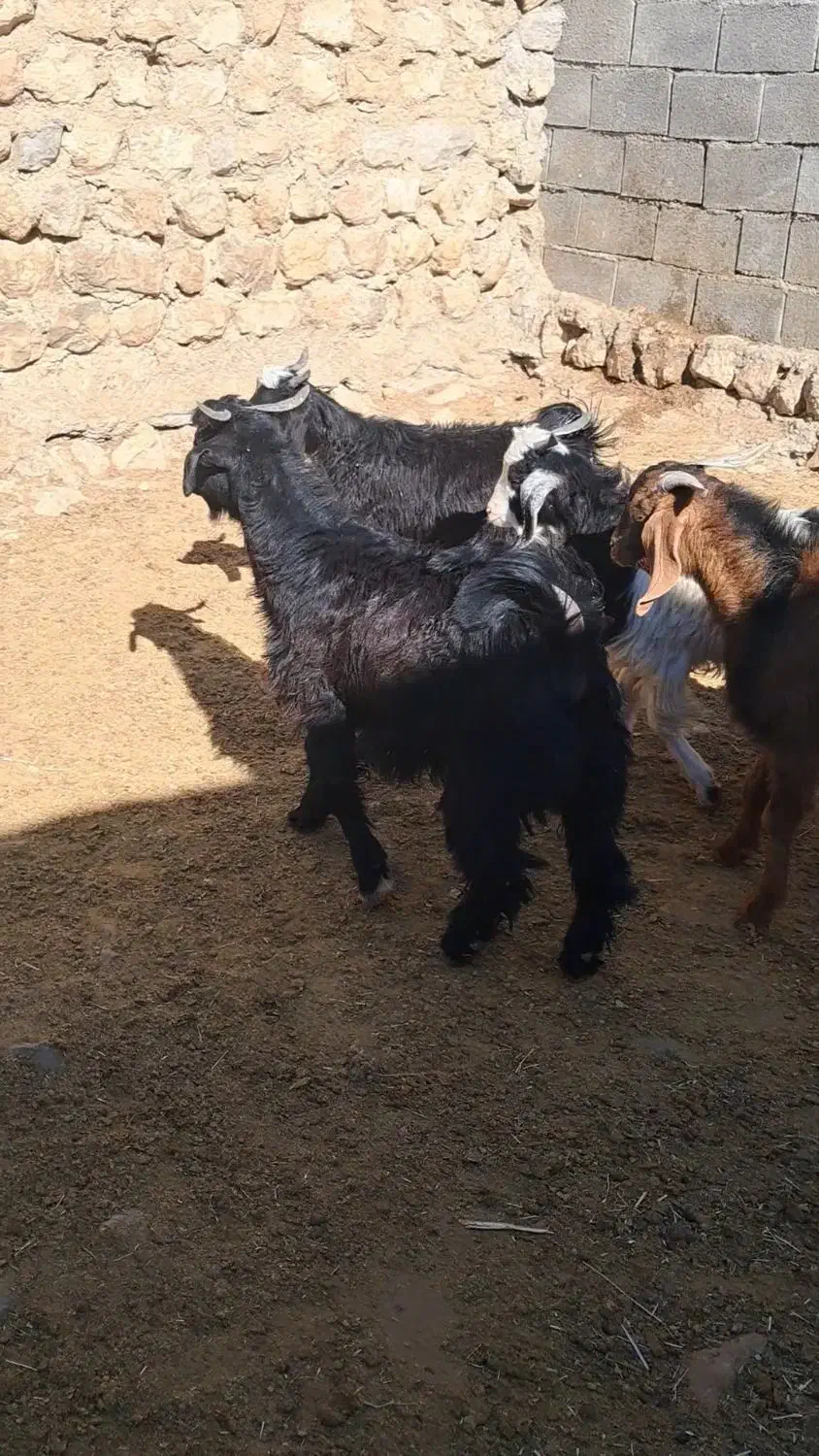 بزغاله|حیوانات مزرعه|آبدانان, |دیوار