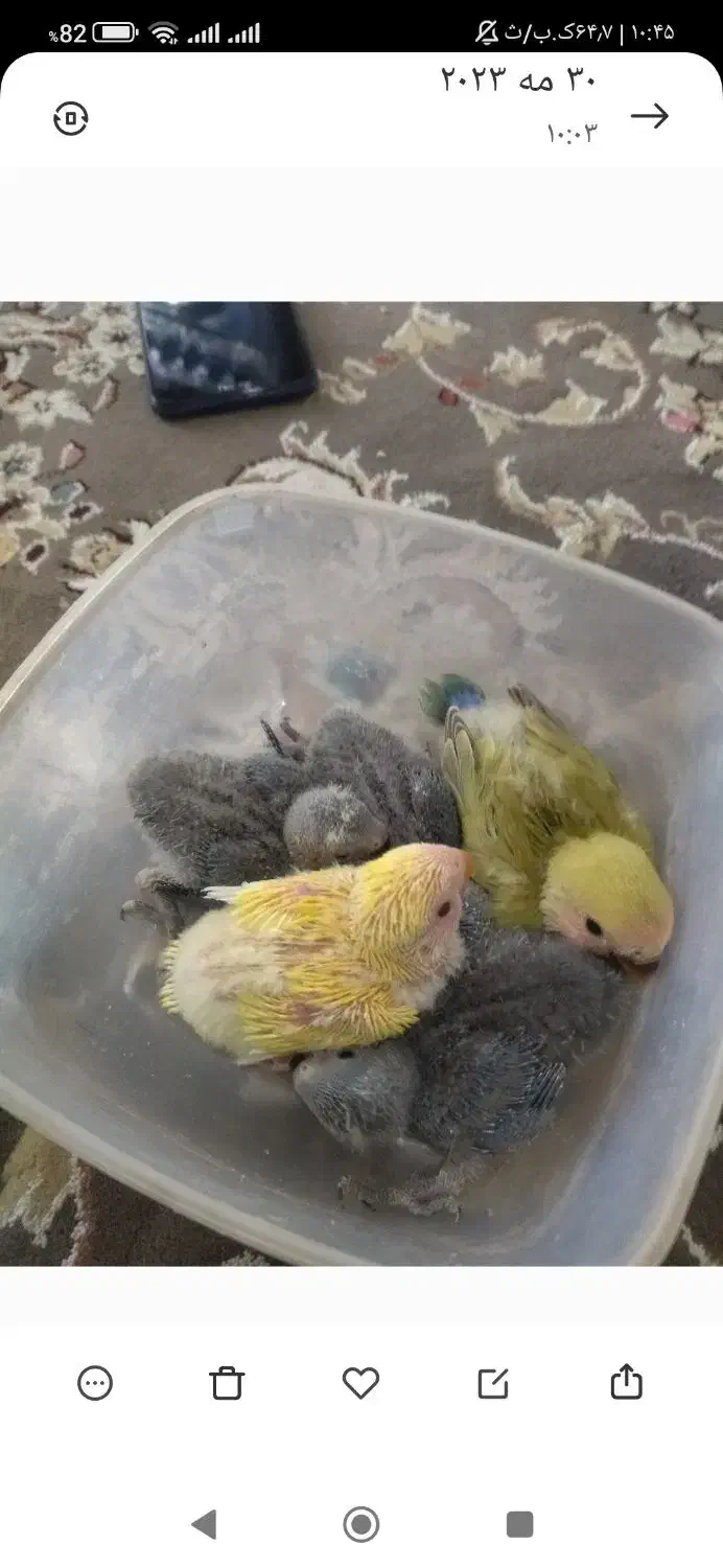 طوطی برزیلی سرلاکی|پرنده|جم, |دیوار