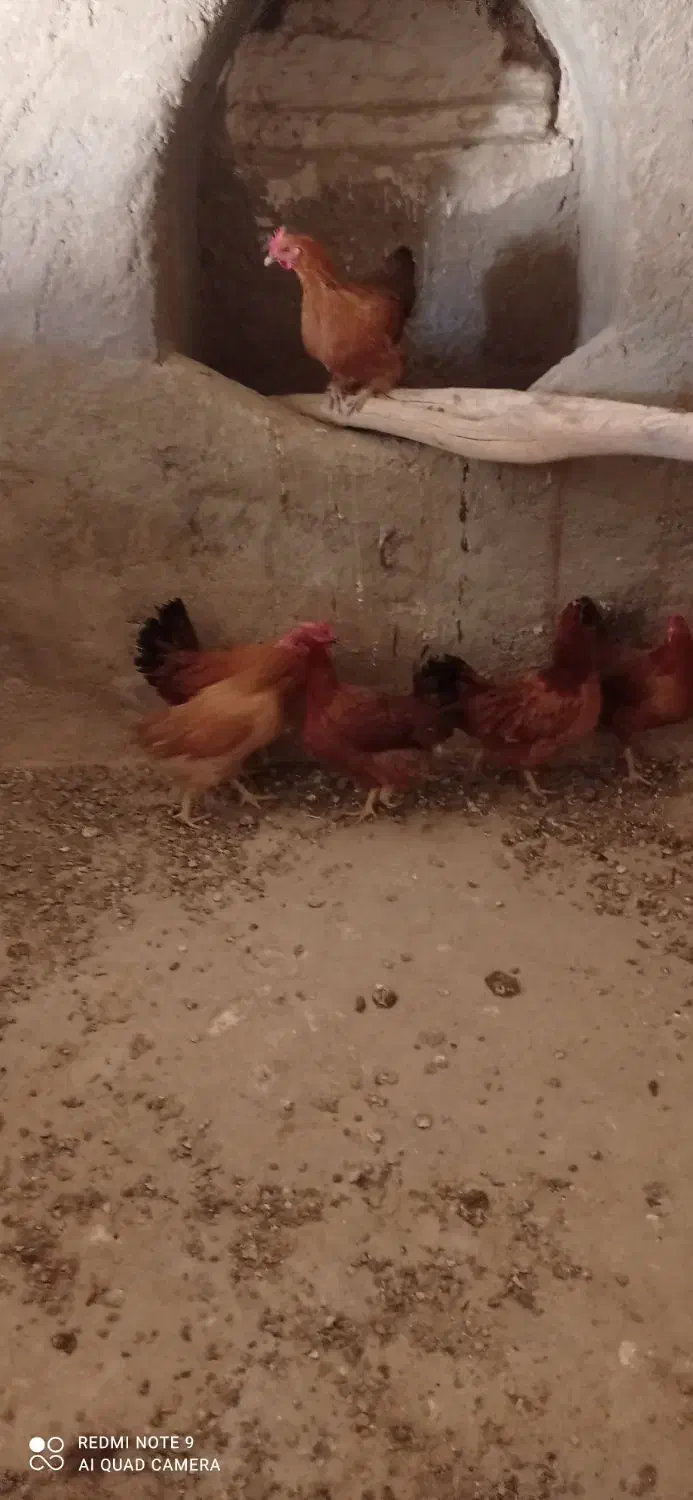 بوقلمون و مرغ|حیوانات مزرعه|گلپایگان, |دیوار